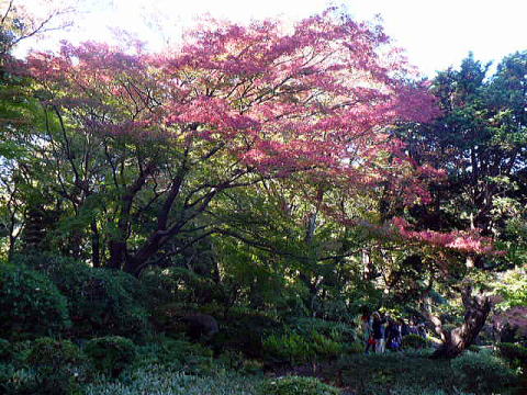 2009_1115_古川庭園３.jpg