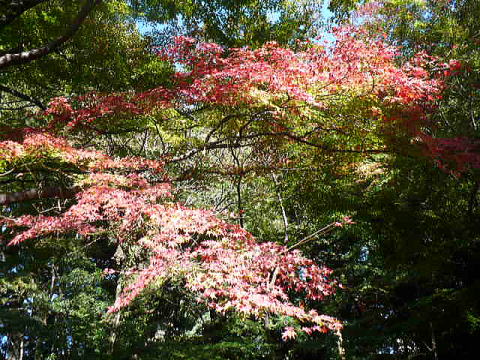 2009_1115_古川庭園４.jpg